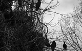 Video still